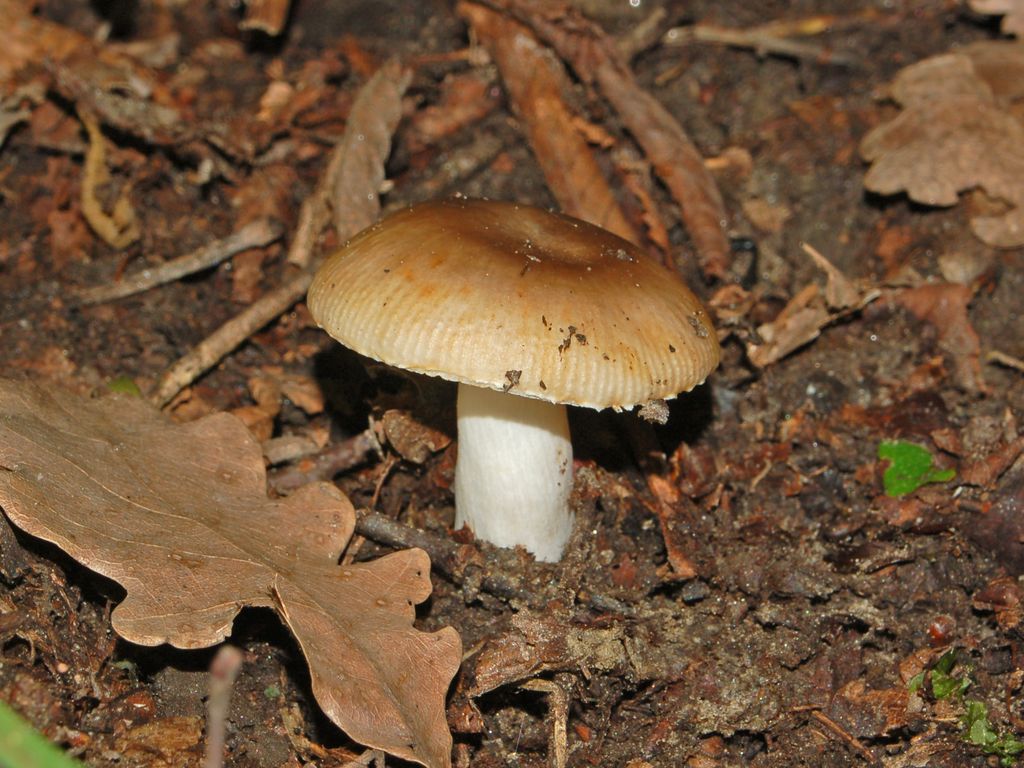 Ancora un fungo sconosciuto (cfr. Russula praetervisa)